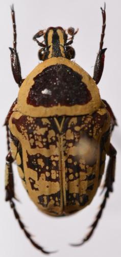 Réf. 260 723 : Euryomia argentea